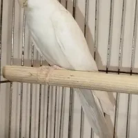 عروس هلندی البینو