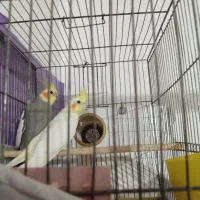 معاوضه جفت عروس هلندی