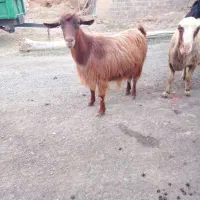 بز داشتی