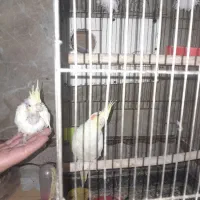 عروس هلندی|پرنده|گلبهار, نوبهار|دیوار