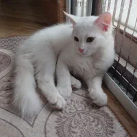 گربه