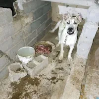 سگ‌‌سرابی