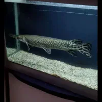 ماهی الیگیتور  40 سانت معاوضه و فروش