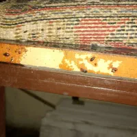 عموسمپاش متخصص انواع سم پاشی حشرات سمپاشی موش