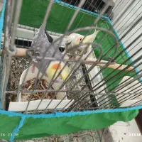 یک جفت عروس هلندی مولد