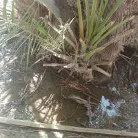 پاجوش مخ