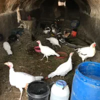 مرغ و بوقلمون