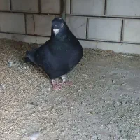 کفتر غلاق دمگیر|پرنده|خمینی‌شهر, |دیوار