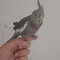 عروس هلندی|پرنده|بندر امام خمینی, |دیوار