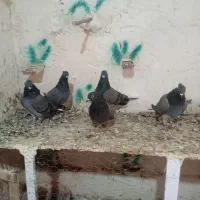 کبوتر دم سفید