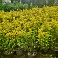 خدمات باغبانی طراحی گلکاری درختکاری محوطه سازی|خدمات باغبانی و درختکاری|همدان, |دیوار