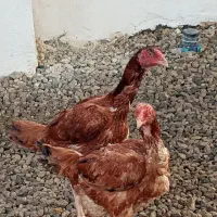 دوعدد مرغ لاری جوان .