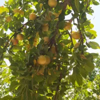 باغ ویلا/مبله/دستجا/گاز واب شهری/مجوزدار|فروش خانه و ویلا|اصفهان, براآن شمالی|دیوار