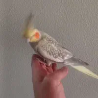 عروس هلندی|پرنده|شاهینشهر, گرگاب|دیوار