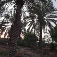 نخل باریشه وپاجوش نخل|خدمات باغبانی و درختکاری|تهران, آزادشهر|دیوار