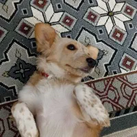 سگ چیکو|سگ|گرگان, |دیوار