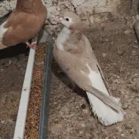 ساده هفت رنگ نر و ماده|پرنده|طرقبه, |دیوار