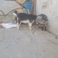 سه تا بیگ|حیوانات مزرعه|مسجد سلیمان, |دیوار