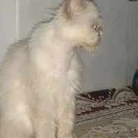 گربه خانگی|گربه|چناران, |دیوار