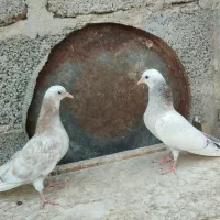 پتی والا|پرنده|پارسیان, |دیوار