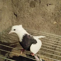 کبوتر|پرنده|دلیجان, |دیوار