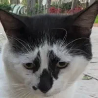 گربه DSH