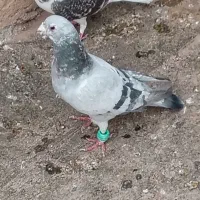 کبوتر خوشگل