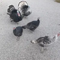 تعدادی بوقلمون و مرغ شاخدار|حیوانات مزرعه|پلدختر, |دیوار