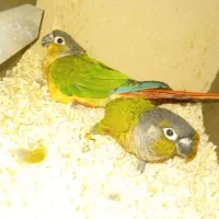 جفت گرینچیک