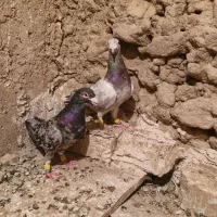 کبوتر