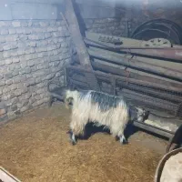 بزغاله|حیوانات مزرعه|بیرانوند, |دیوار