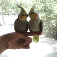 عروس هندی
