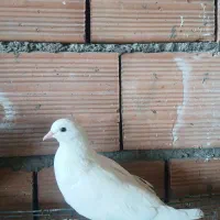 کبوتر نر پرشی