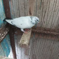 کبوتر کله دم سبز|پرنده|رودسر, |دیوار