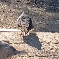 چند عدد کفتر پرشی|پرنده|یزدان شهر, |دیوار