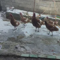 فروش بوقلمون|حیوانات مزرعه|لیلان, |دیوار