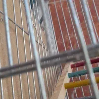 راهب نر آبی|پرنده|تهران, سهروردی|دیوار