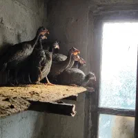 فروش مرغ شاخدار|حیوانات مزرعه|بابل, |دیوار