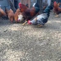 تعدادی خروس|حیوانات مزرعه|رامسر, |دیوار