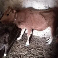 گاو وگوساله رسمی