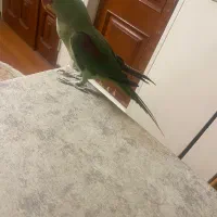 شاه طوطی اسکندر نر