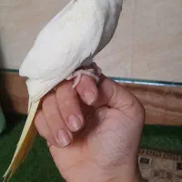 طوطی عروس لوتینو دستی|پرنده|فومن, |دیوار