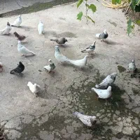 15 تا کبوتر پرشی|پرنده|سرخرود, |دیوار