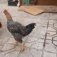 خروس|حیوانات مزرعه|مشهد, شهرک رازی (شهرک غرب)|دیوار