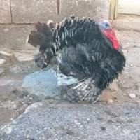 حیوان|حیوانات مزرعه|دهدشت, |دیوار