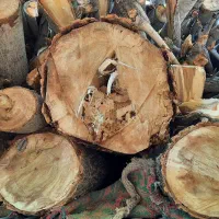 خرید و هرس انواع چوب درخت