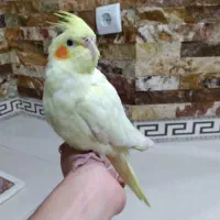 عروس هلندی  معاوضه با کتوله برزیلی