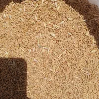 گندم دیم ، اذر ۲ فروشی