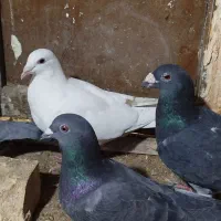 کفتر