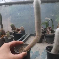 فروش کاکتوس ریز درشت درهم حراجی|گل و گیاه طبیعی|سلمانشهر, |دیوار